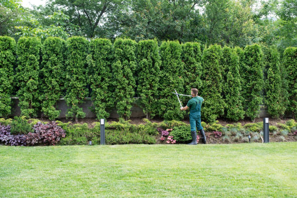 Trusted Spring Grove, IL Tree Removal and Landscaping Services Experts